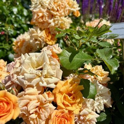 Bild vergr&ouml;&szlig;ern: Die Rose „Bentheimer Gold“ – ein prächtiger Botschafter Bentheims